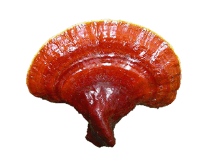 Ganoderma Lucidum